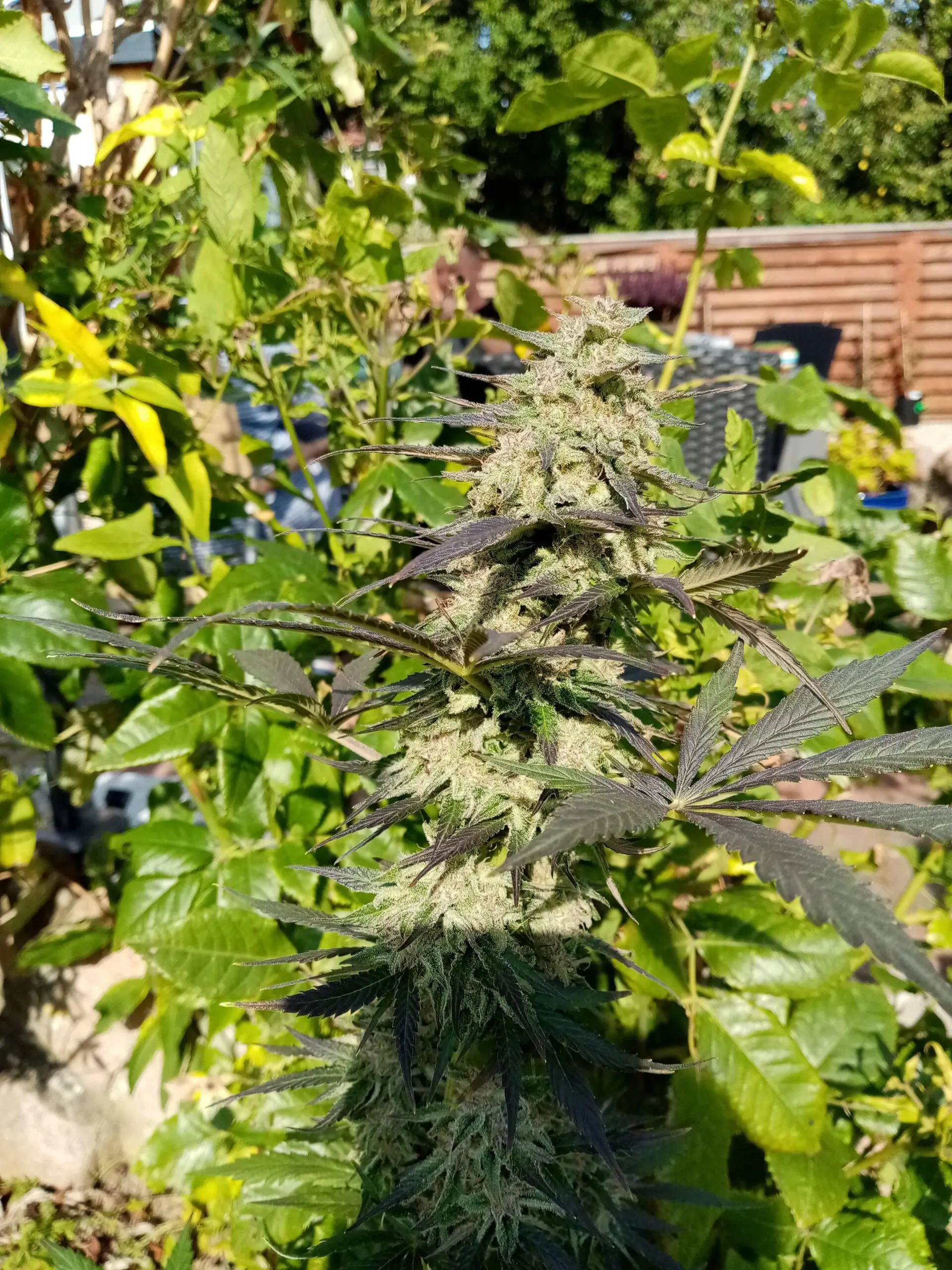 Fruity Cannabis Seed “Critical 2.0 Auto” - Image 10