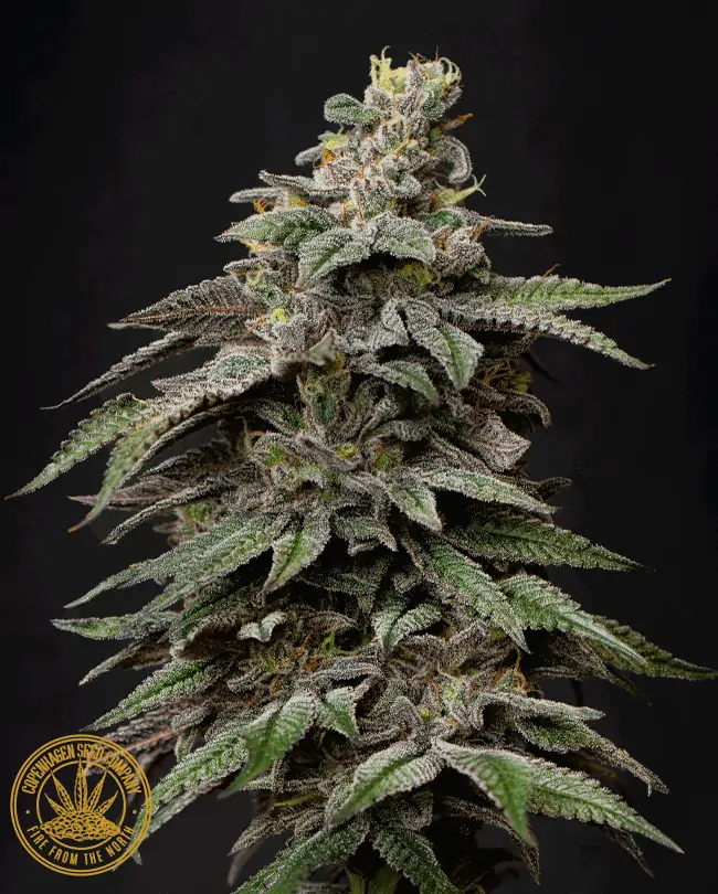 Indica Seed “Danish Dynamite”