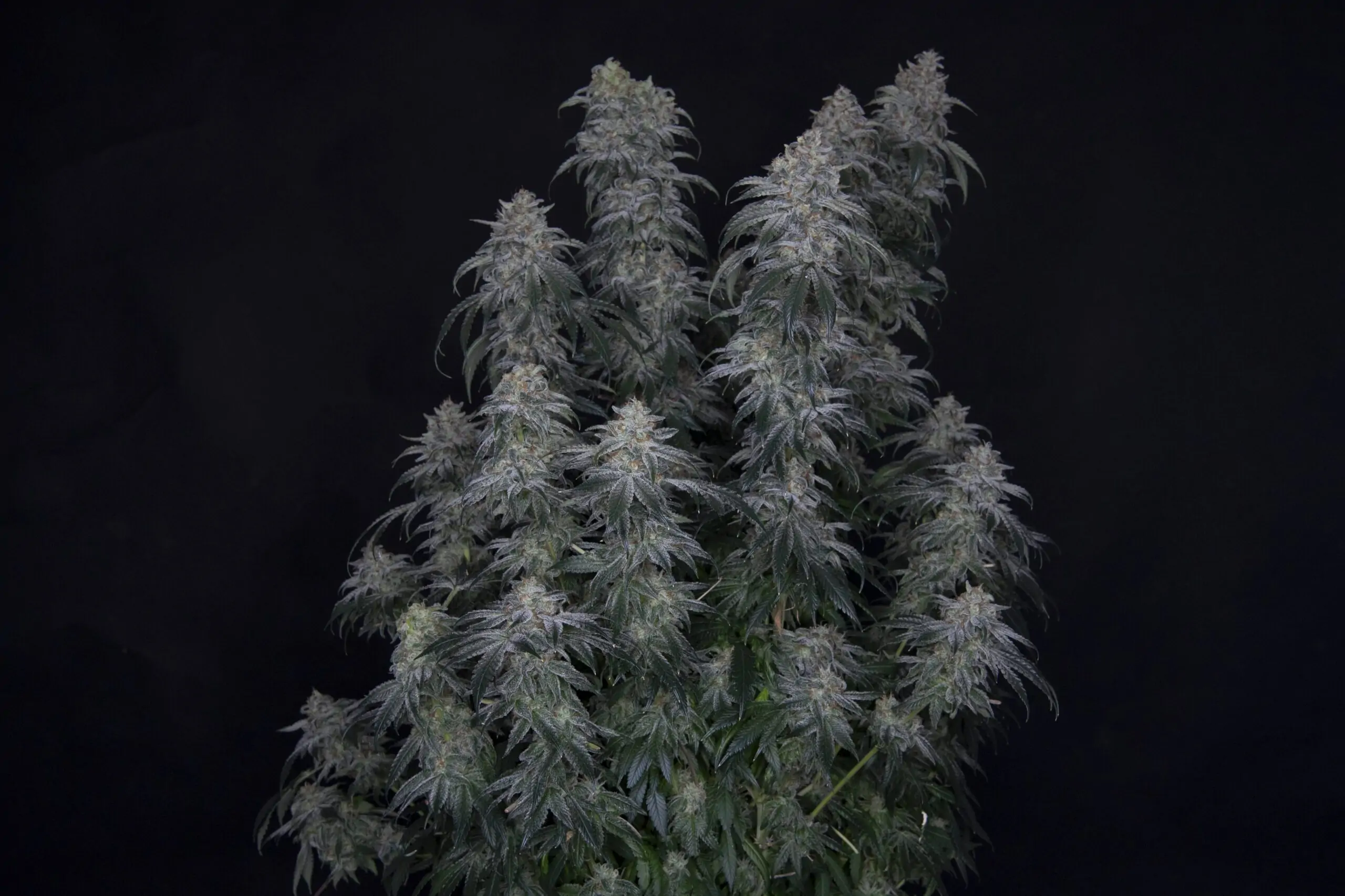 Copenhagen Kush S1 – Cannabis Cup Winner - Image 3