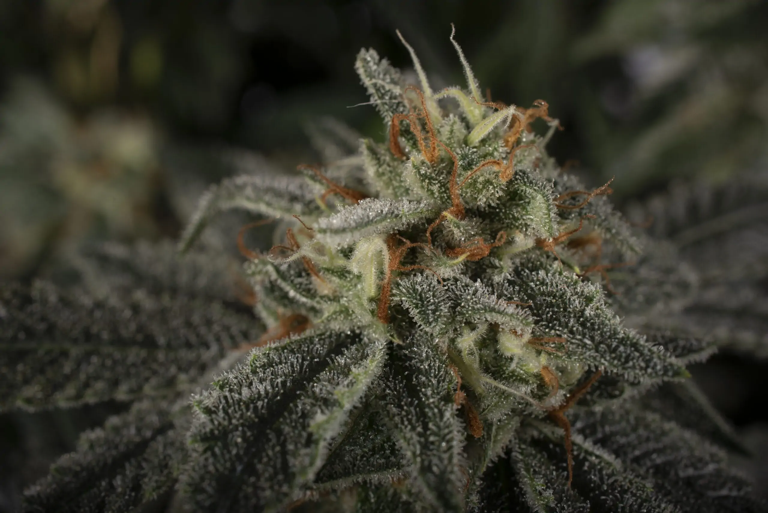 Copenhagen Kush S1 – Cannabis Cup Winner - Image 4