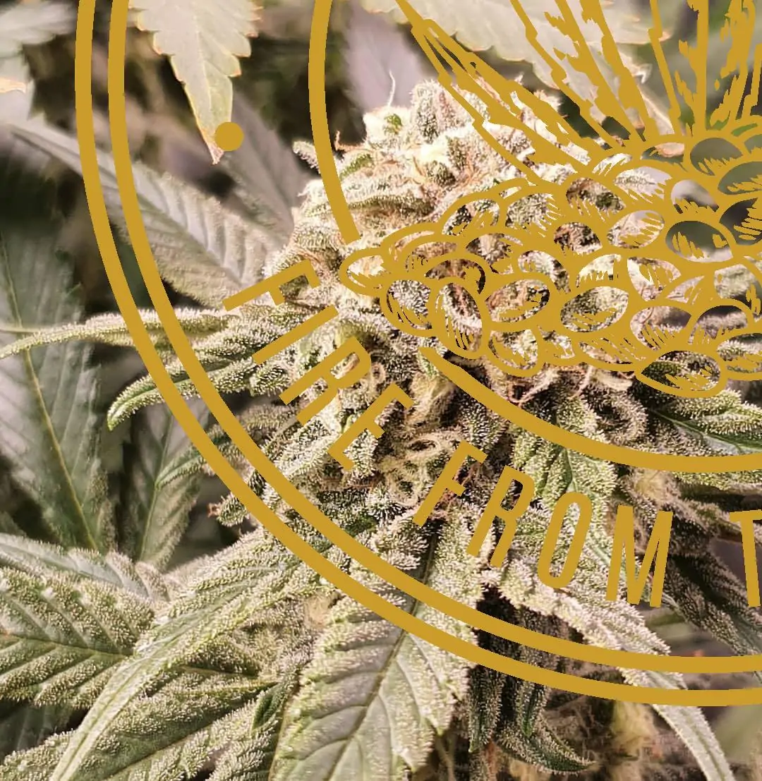 Indica Dominant Hybrid Strain “Tangie Dream” - Image 3
