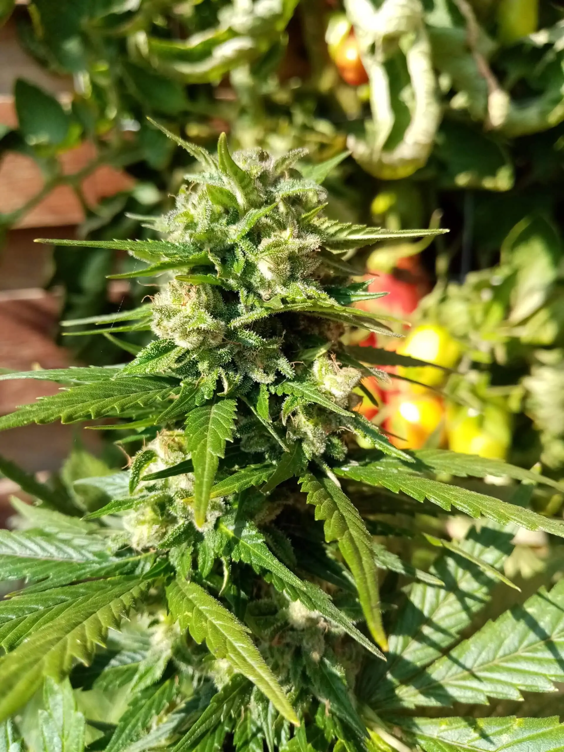 Indica Kush Cannabis Seed “Copenhagen Kush Auto” - Image 6