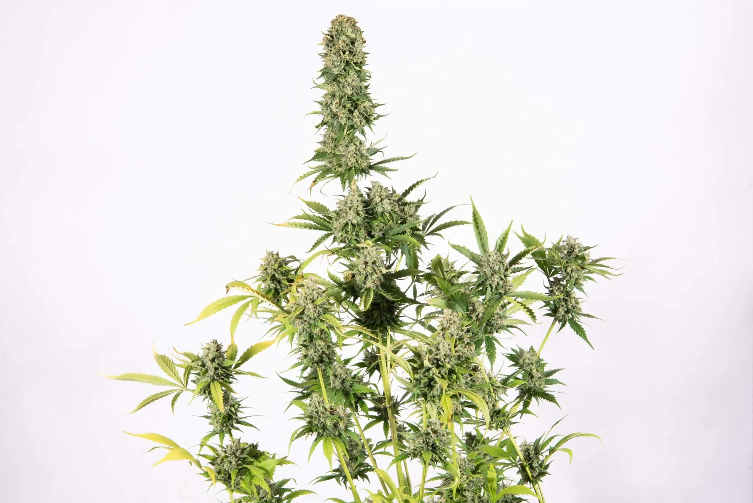 Indica Kush Cannabis Seed “Copenhagen Kush Auto” - Image 11