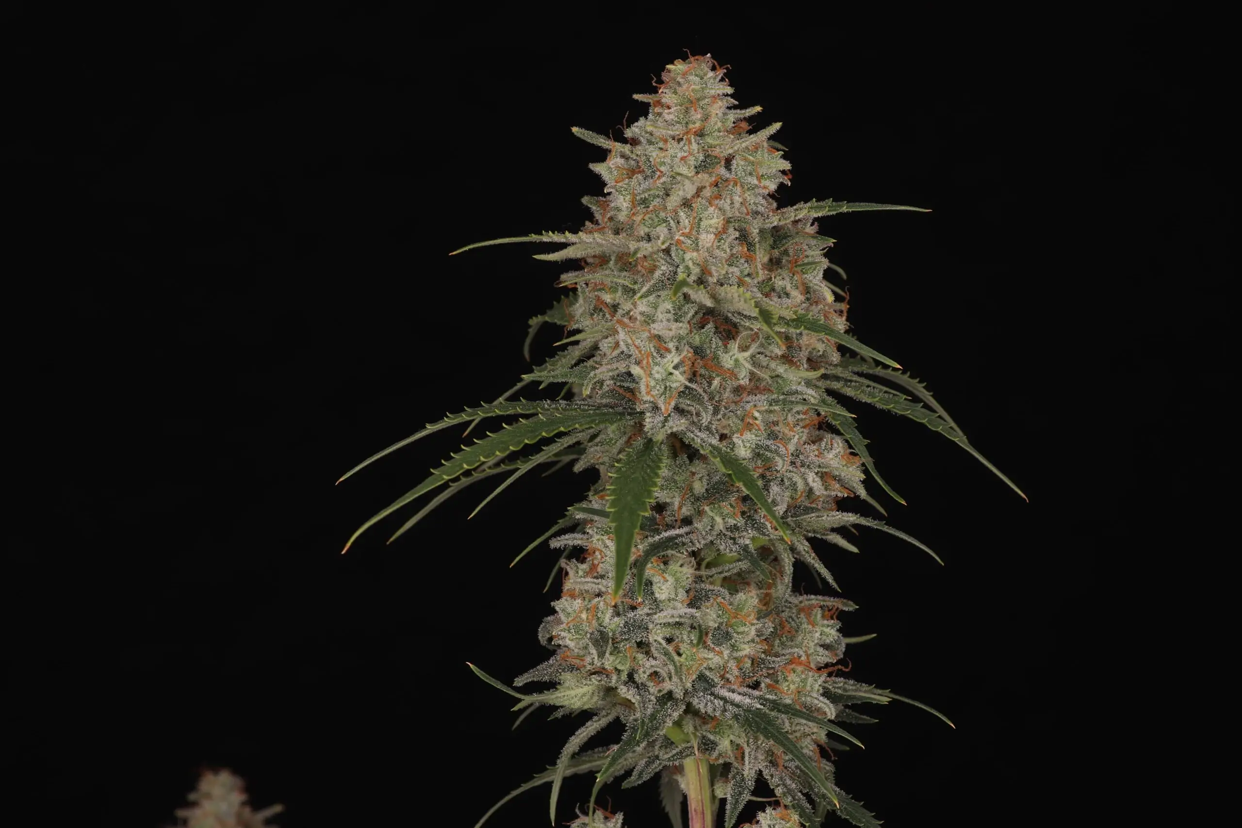 Ragnars Hammer High Potency Indica Seeds - Image 3