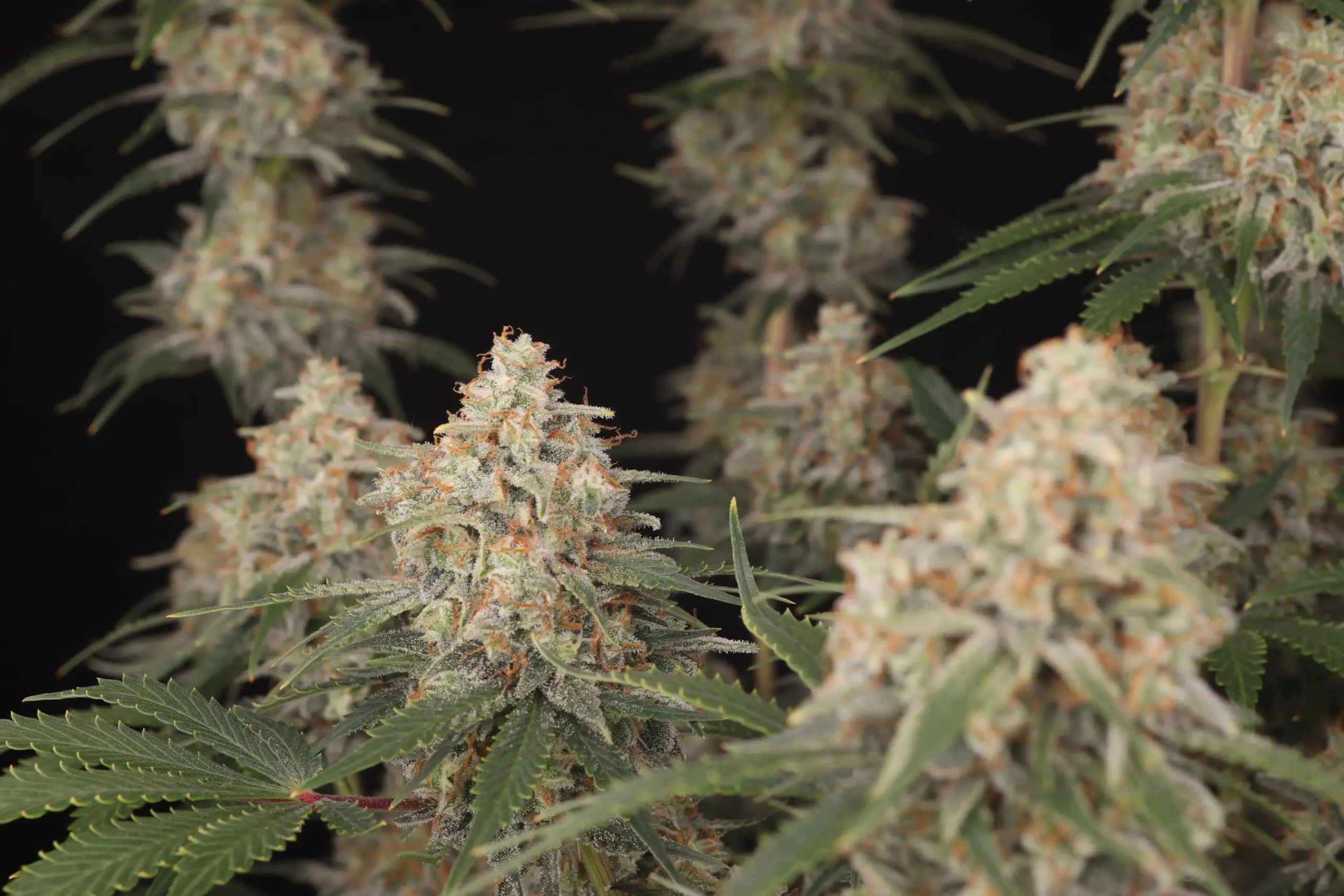 Ragnars Hammer High Potency Indica Seeds - Image 4