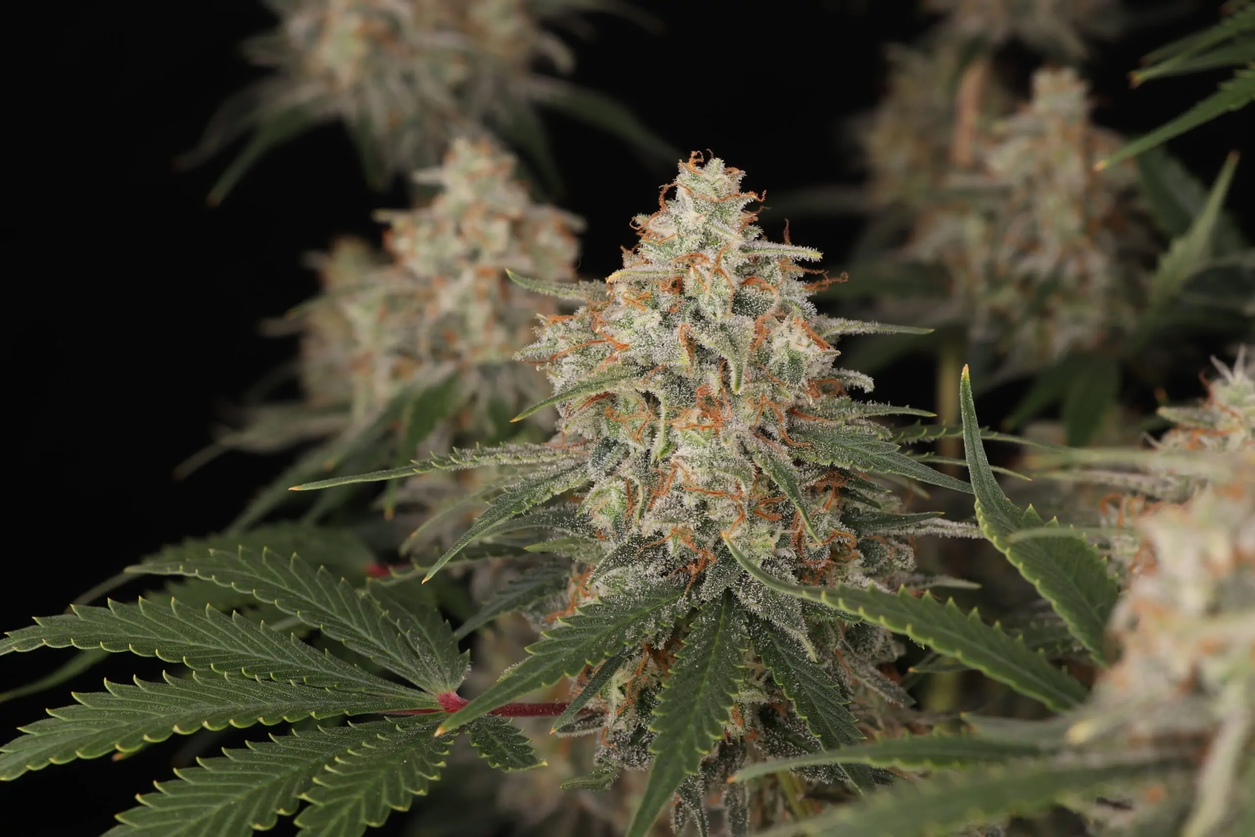 Ragnars Hammer High Potency Indica Seeds - Image 5