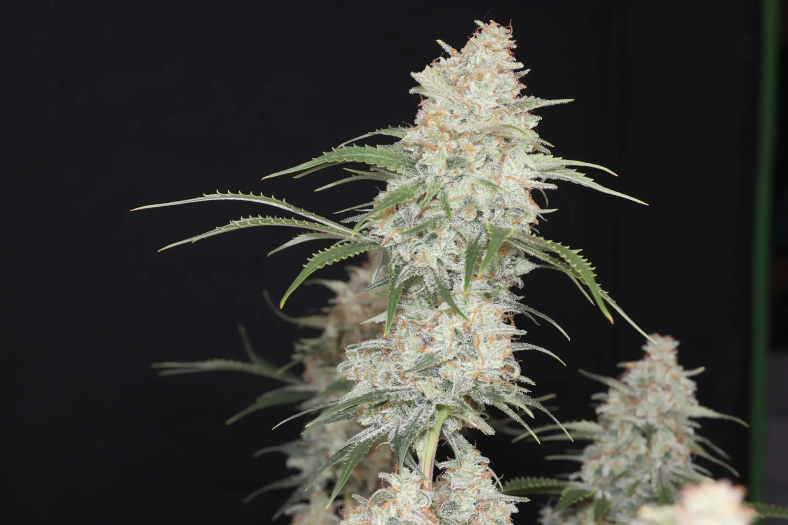 Ragnars Hammer High Potency Indica Seeds - Image 6