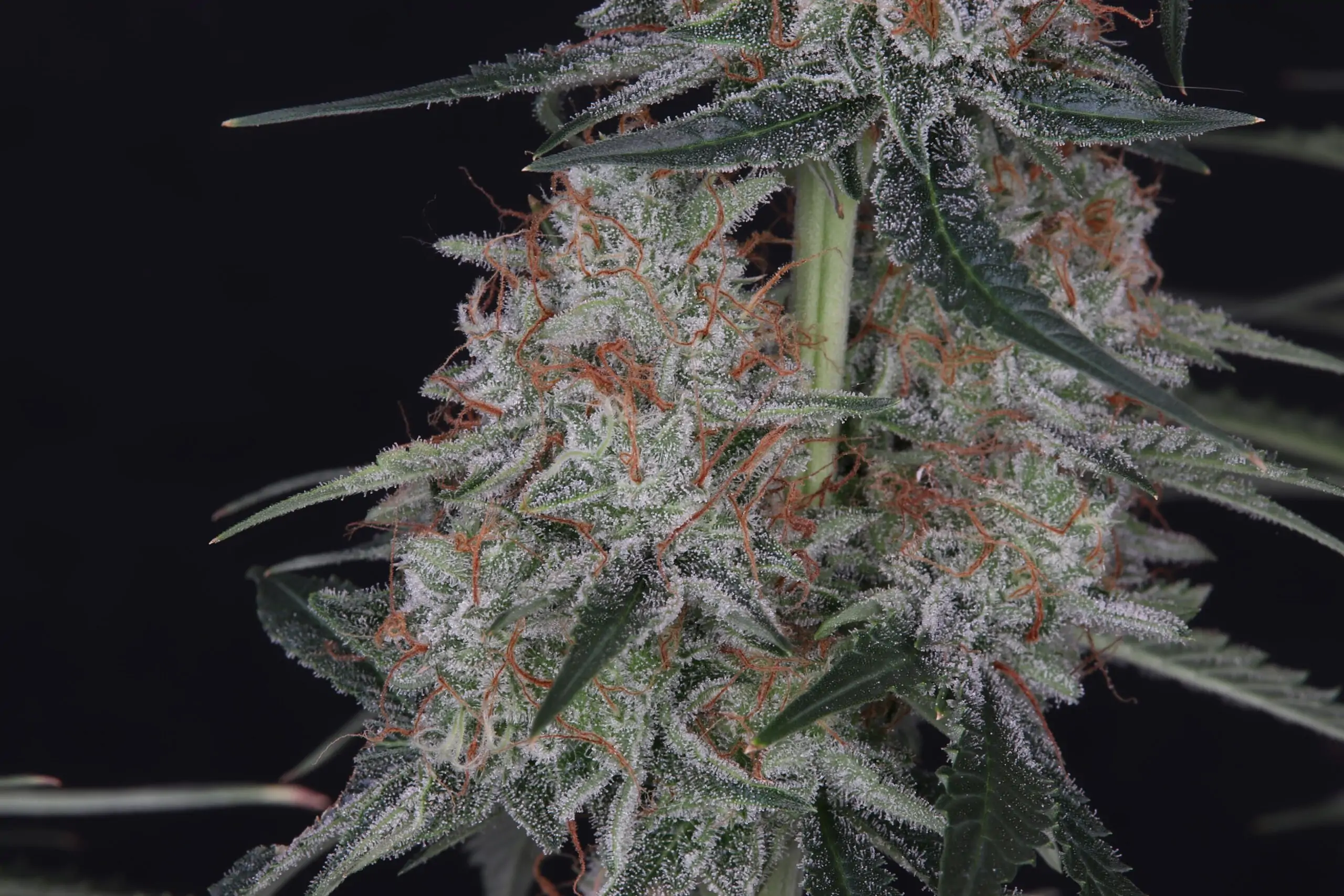 Ragnars Hammer High Potency Indica Seeds - Image 8