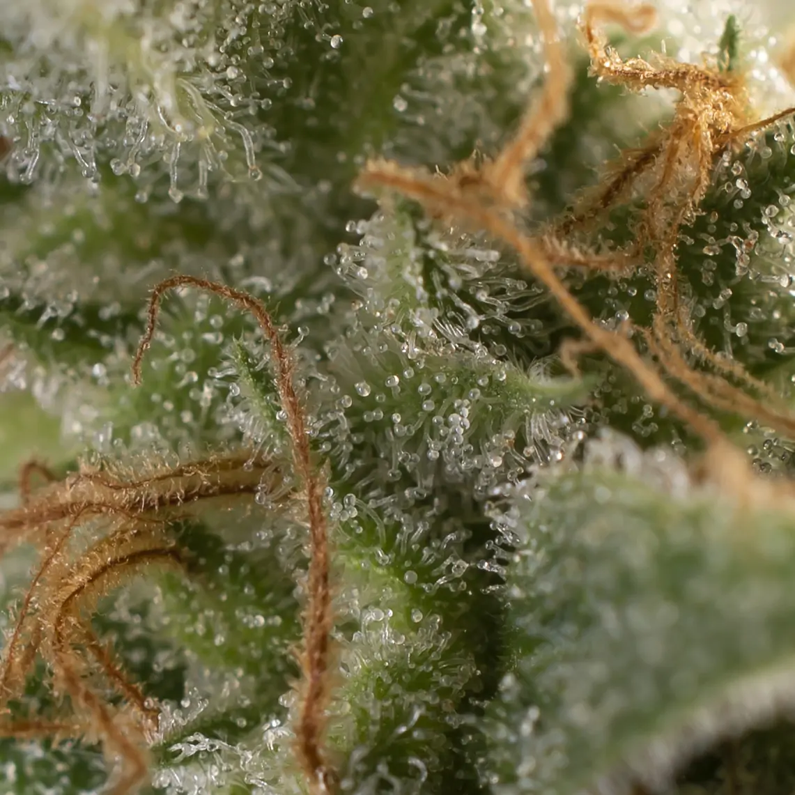 Tropical Kush a modern day hash plant - Image 3