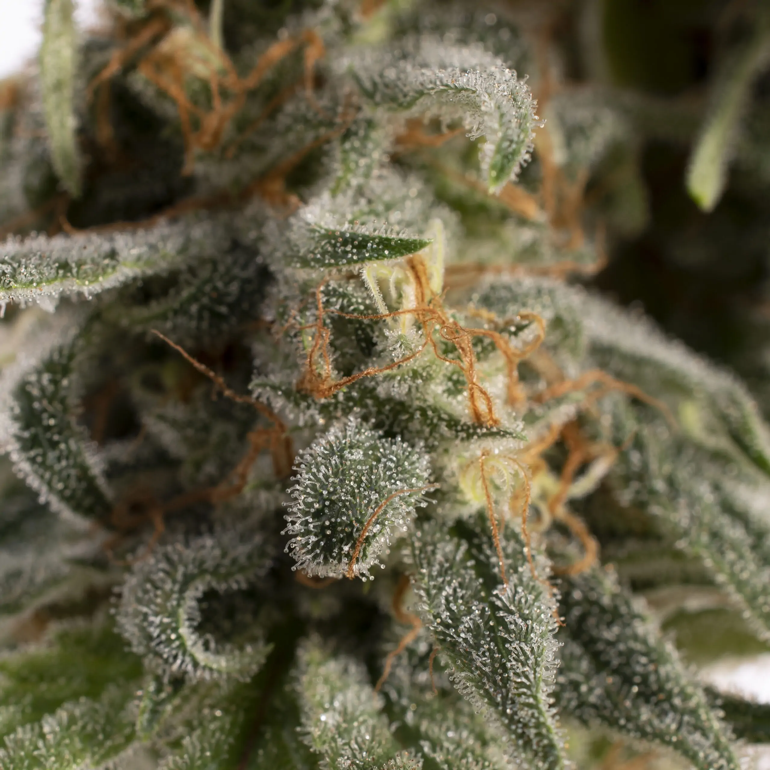 Tropical Kush a modern day hash plant - Image 5