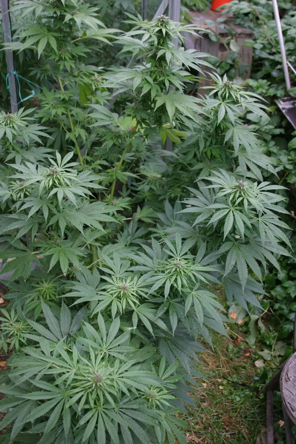 Sativa Seed South Africa Early Durban