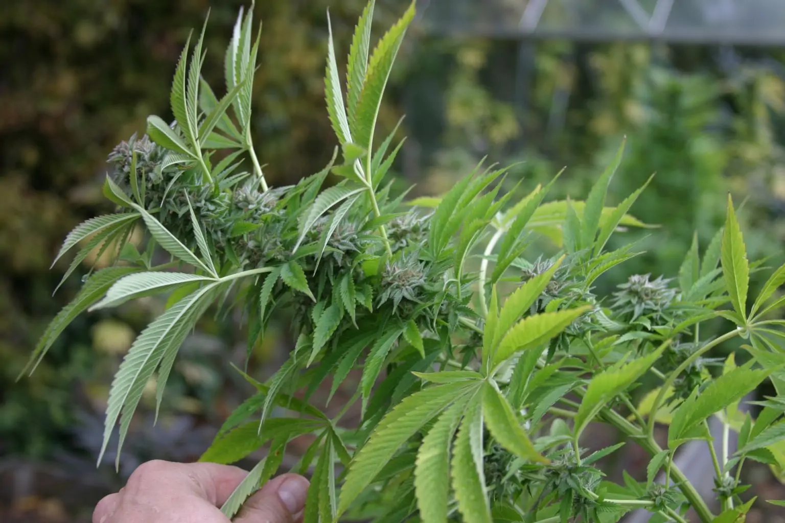 Sativa Seed South Africa Early Durban