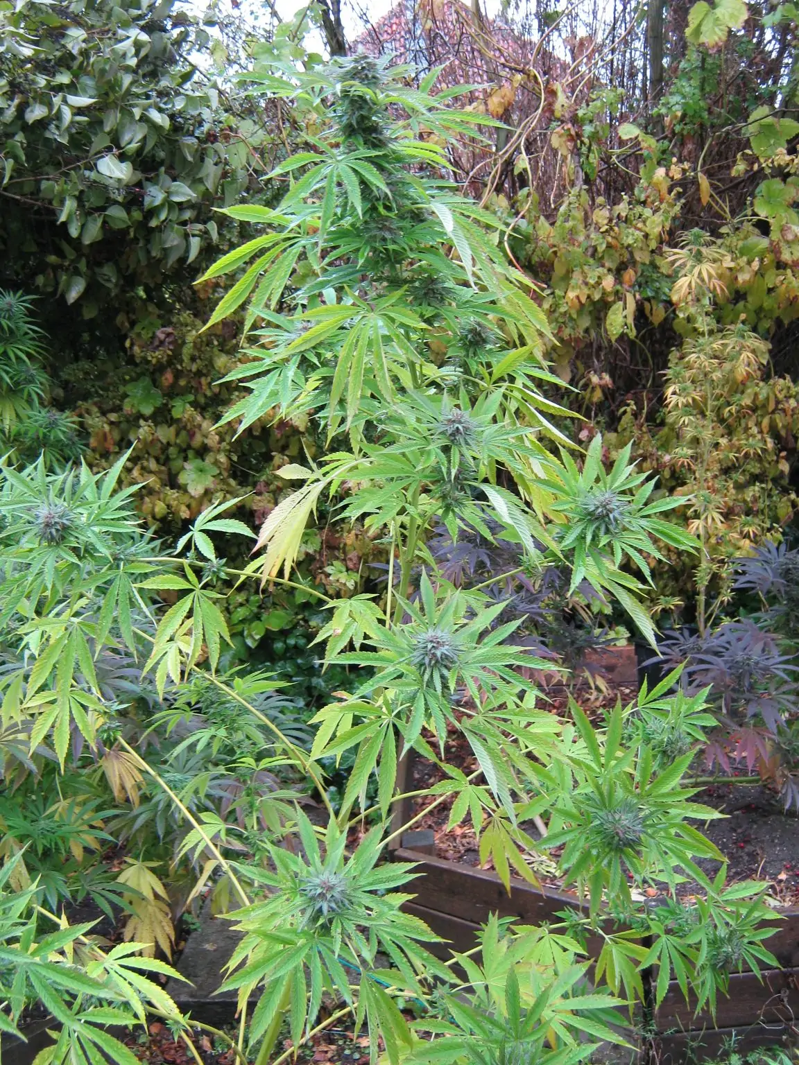 Sativa Seed South Africa Early Durban