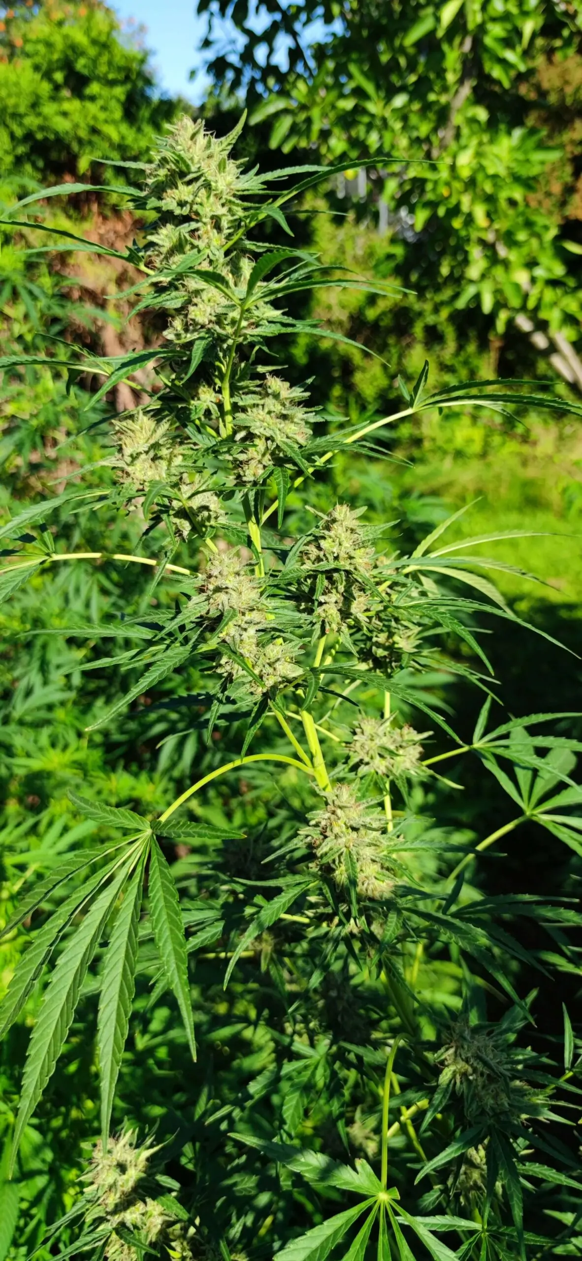 Fast Grow Sativa Cannabis Seed “Cold Hawaii”