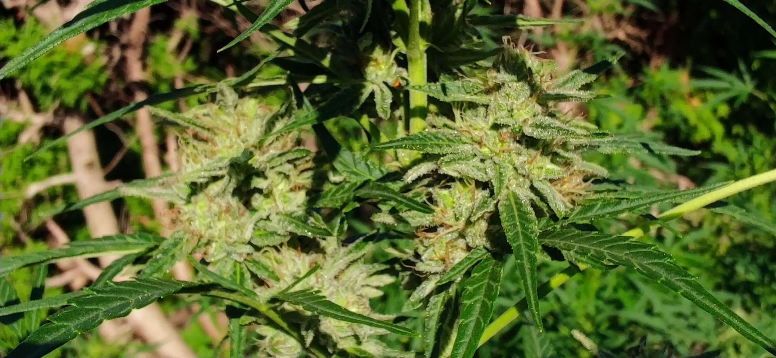 Cold Hawaii: Fast Outdoor Sativa - Image 8