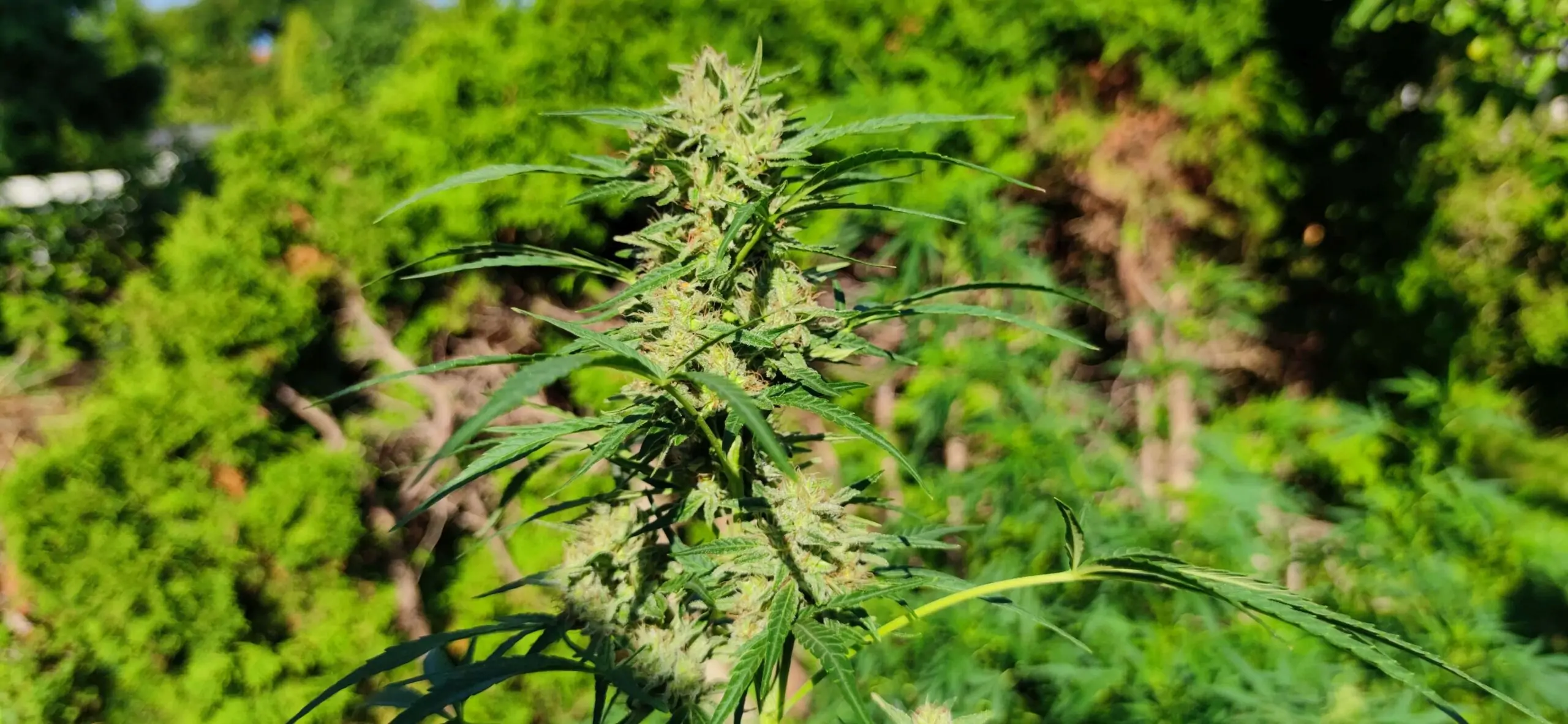 Fast Grow Sativa Cannabis Seed “Cold Hawaii”