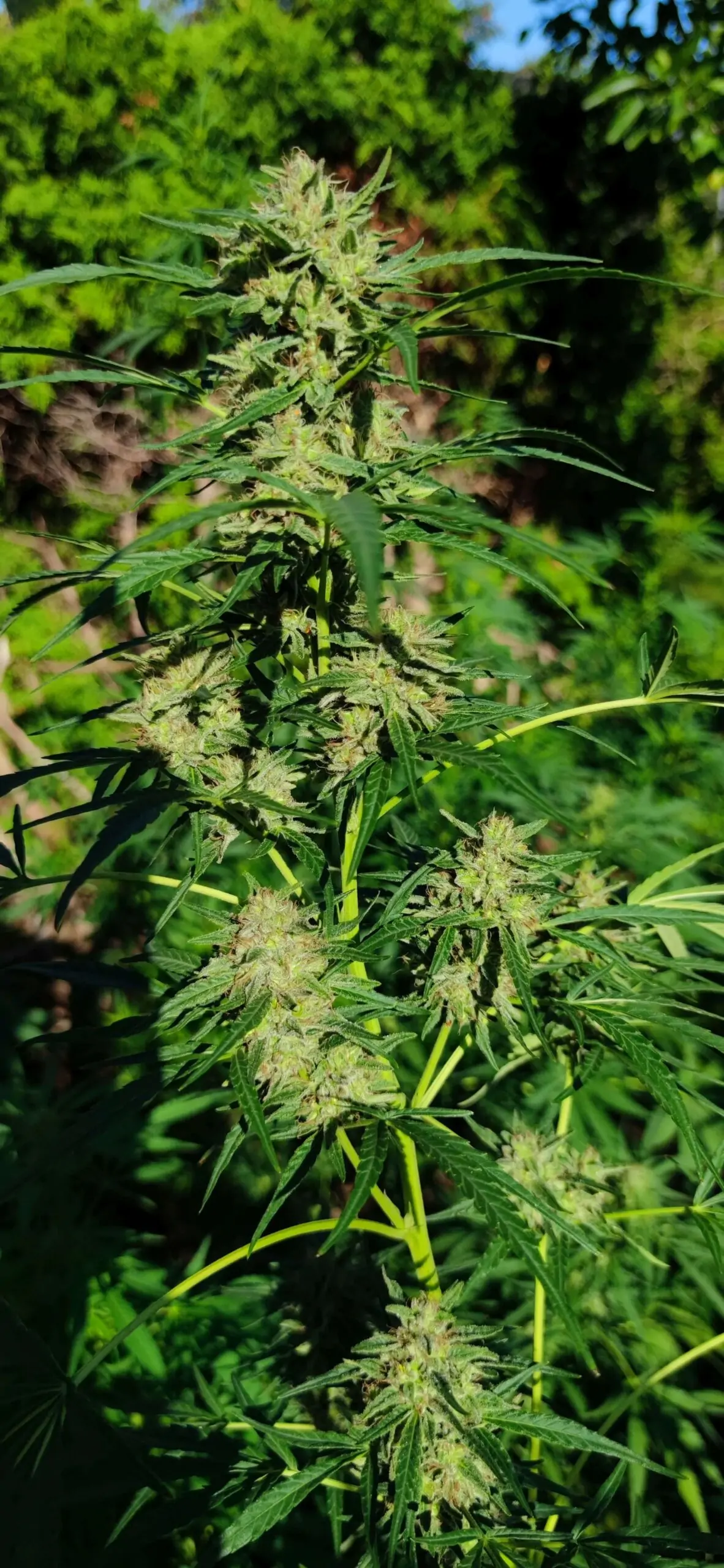 Fast Grow Sativa Cannabis Seed “Cold Hawaii”