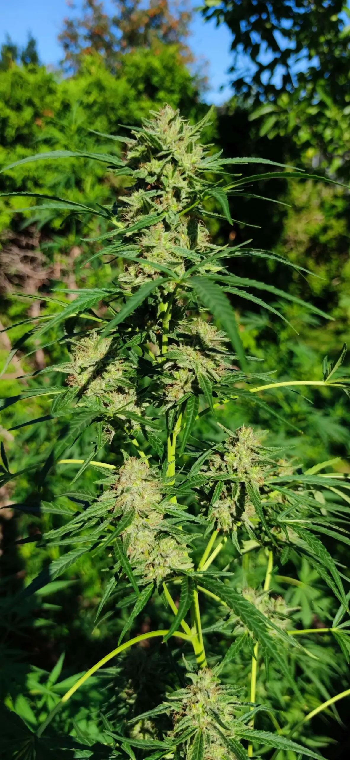 Fast Grow Sativa Cannabis Seed “Cold Hawaii”