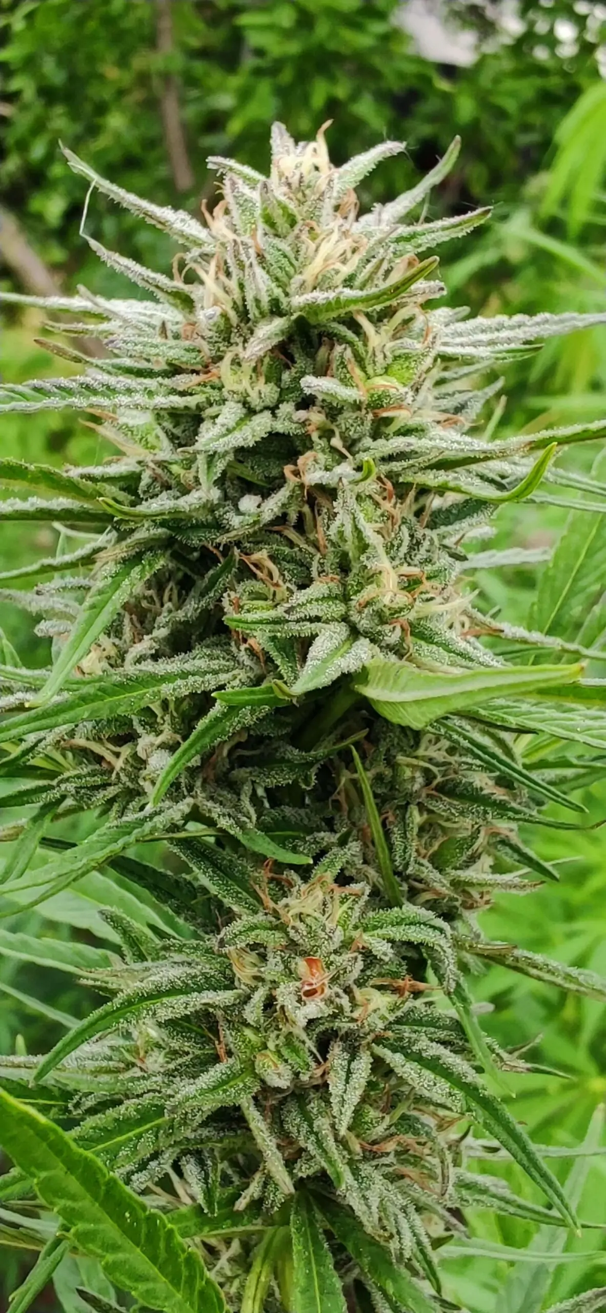 Fast Grow Sativa Cannabis Seed “Cold Hawaii”