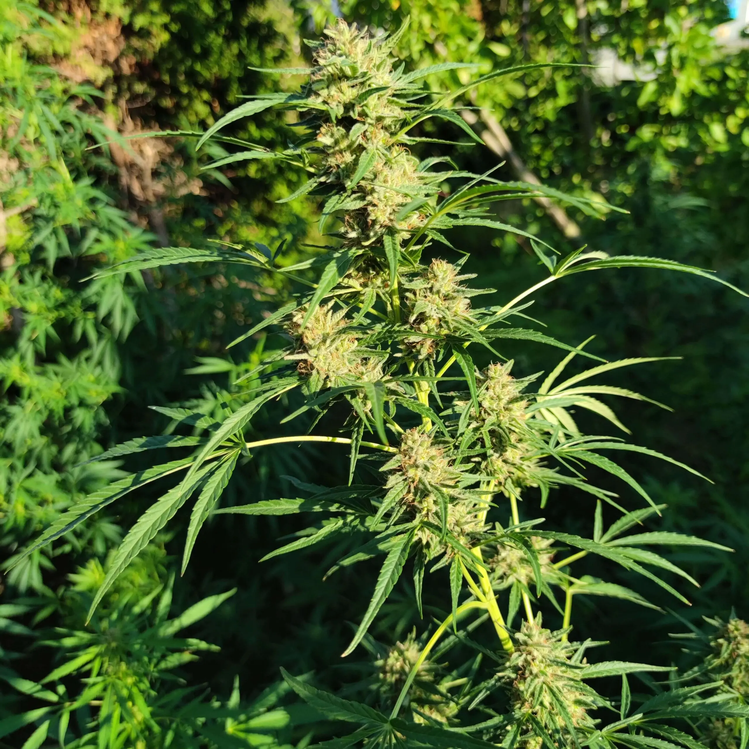 Fast Grow Sativa Cannabis Seed “Cold Hawaii”