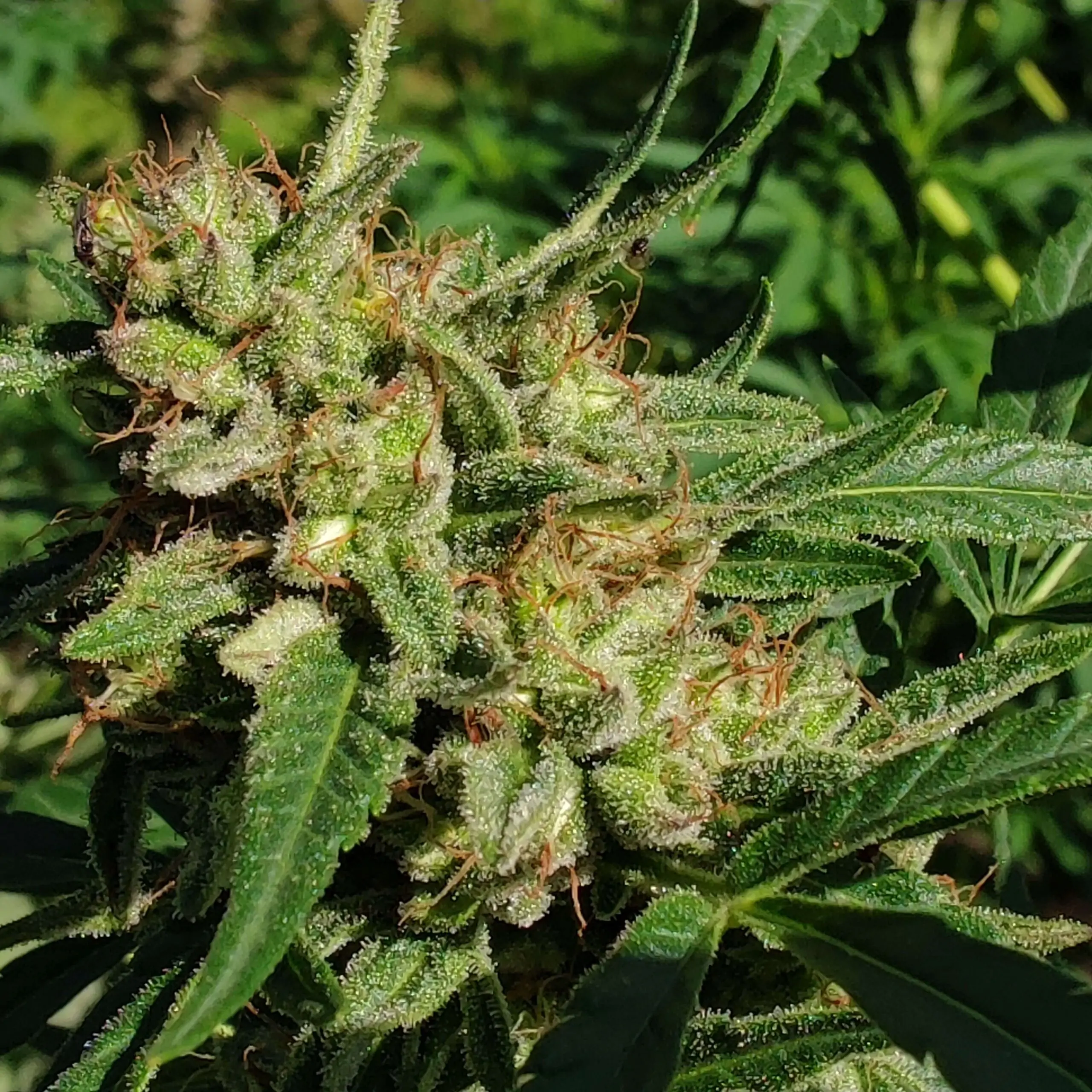 Fast Grow Sativa Cannabis Seed “Cold Hawaii”