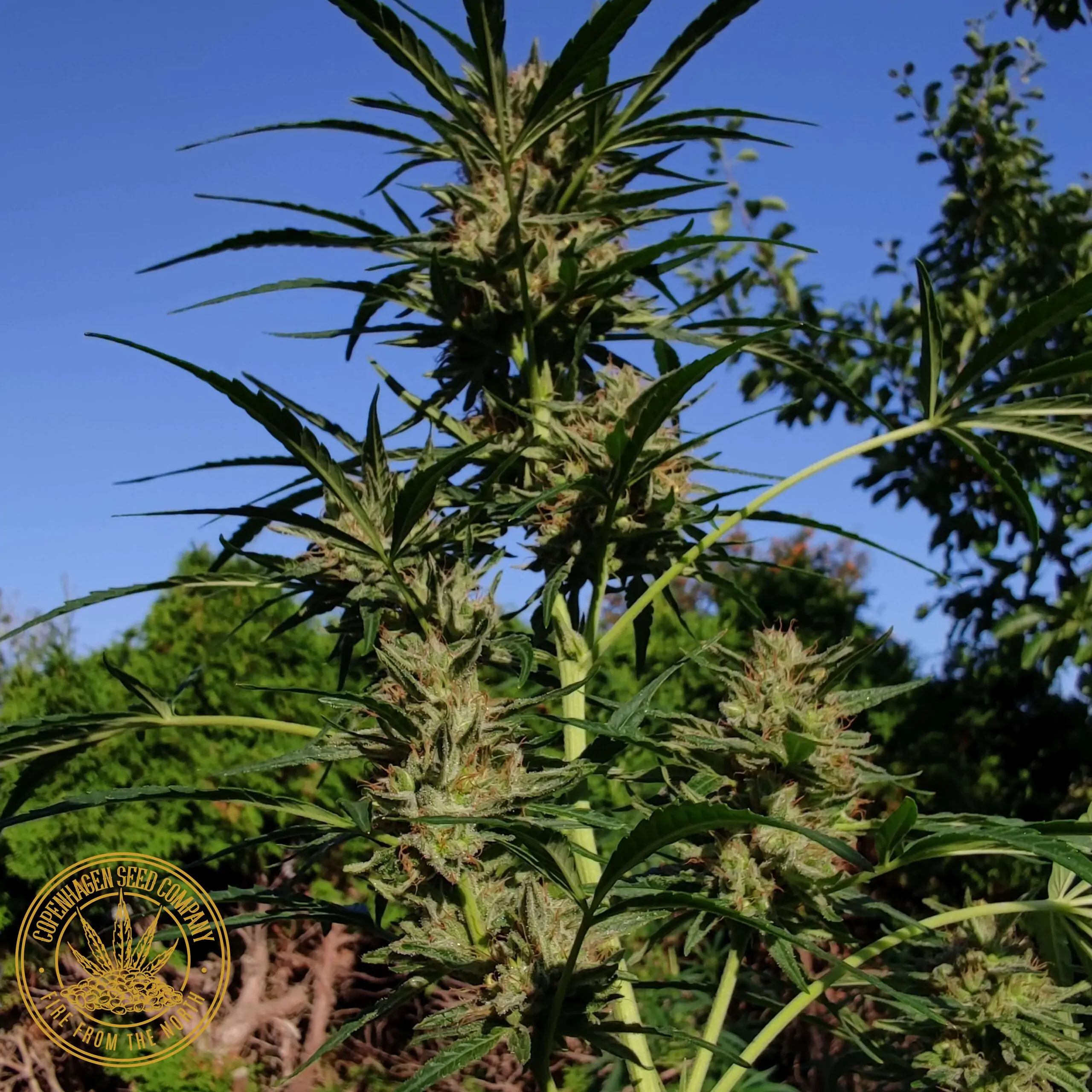 Best Soil for Growing Cannabis Plants Outdoors - Sensi Seeds