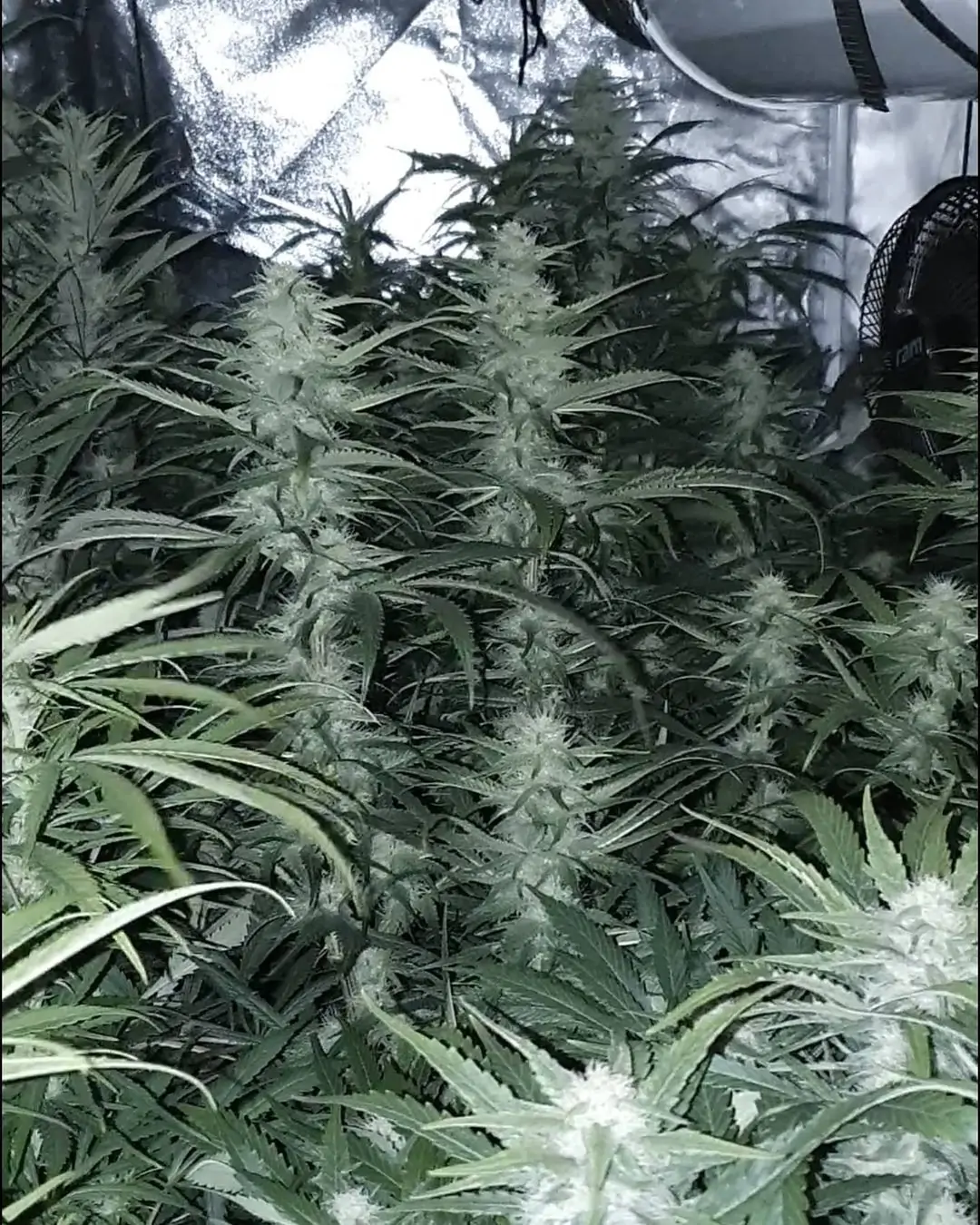 smokefly_grows - 20210116 20h26m20s