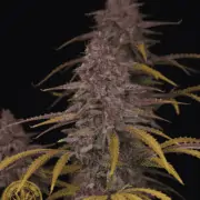 Strawberry Zkittlez - Feminized Autoflower seeds