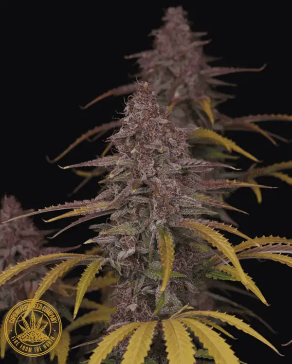 Strawberry Zkittlez Feminized Autoflower seeds