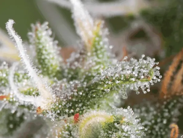 The cannabinoids: THC & CBD